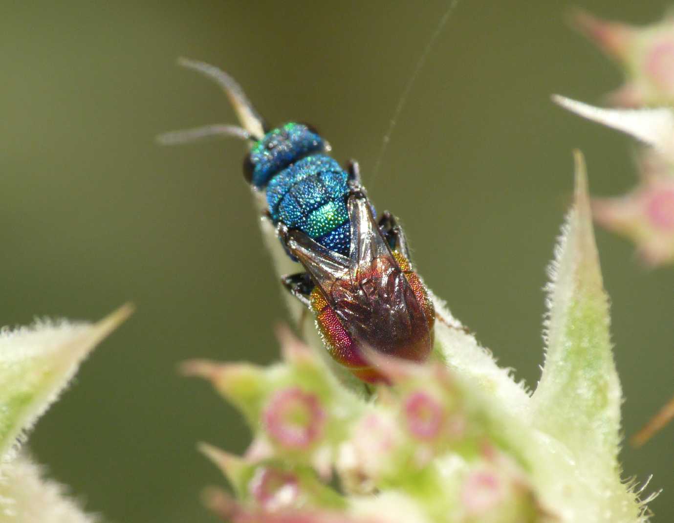 Chrysididae minuscolo